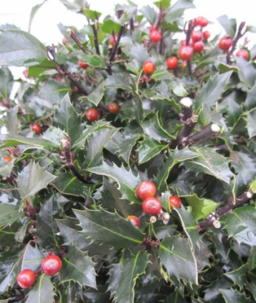 Ilex meserveae Winterjuwel Kugel 2